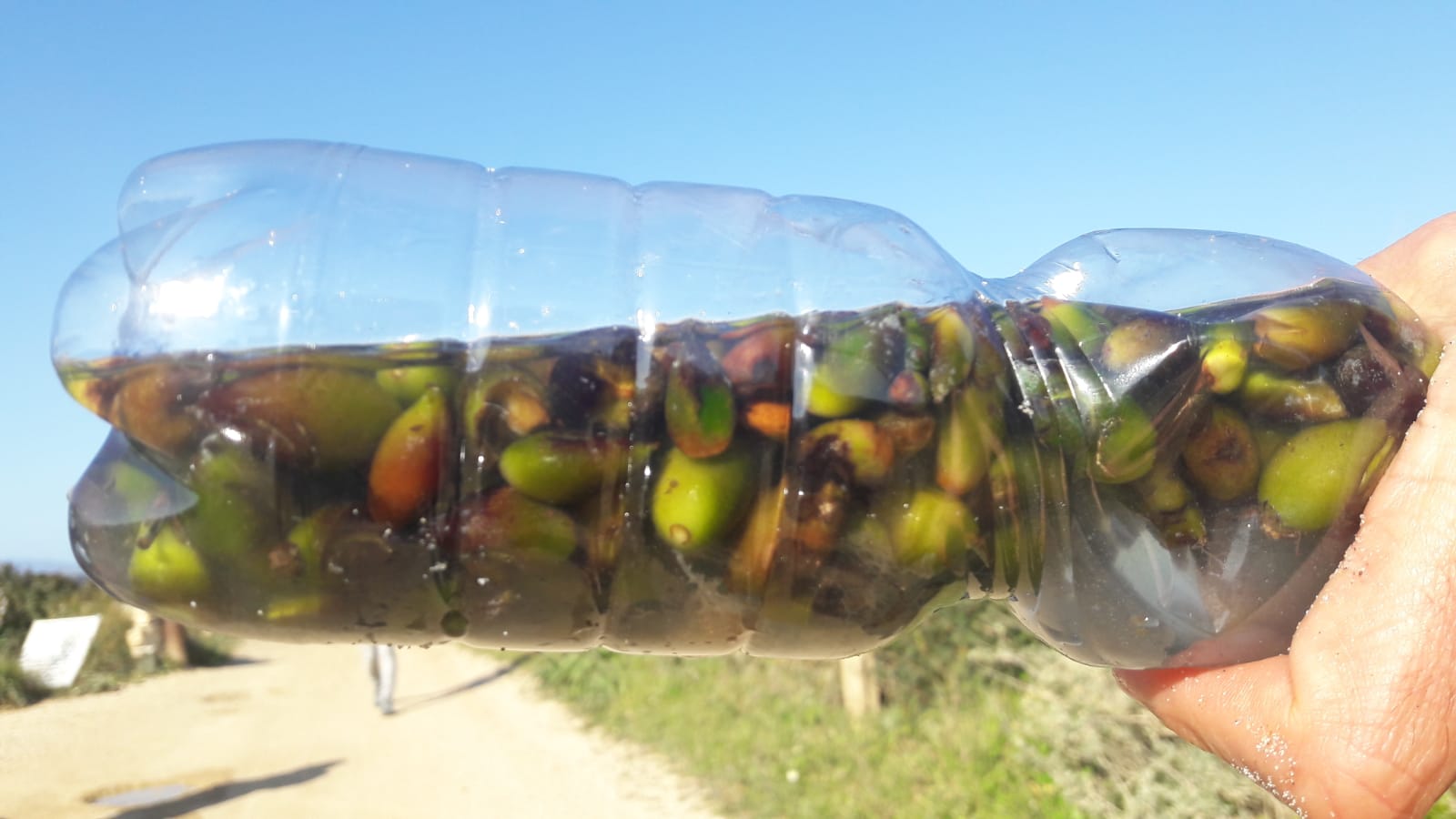 Collection of Posidonia fruits beached in Sardinia!